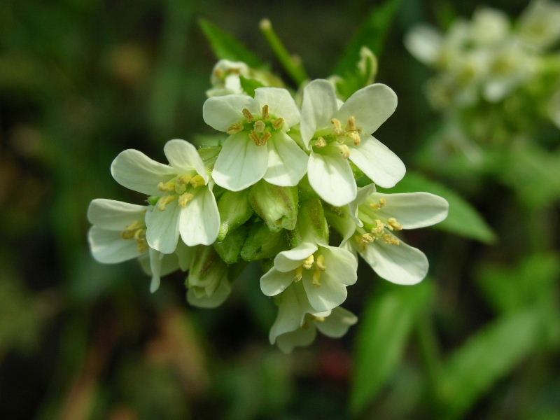 Pseudoturritis turrita (= Arabis turrita) / Arabetta maggiore